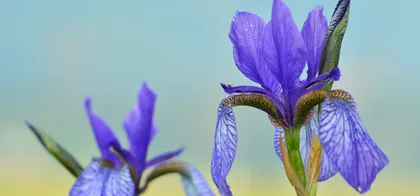 Dva vijolična cvetova perunike (iris) s podrobno vidnimi žilami na cvetnih listih, na mehki pastelni modro-zeleni in rumeni zamegljeni podlagi.