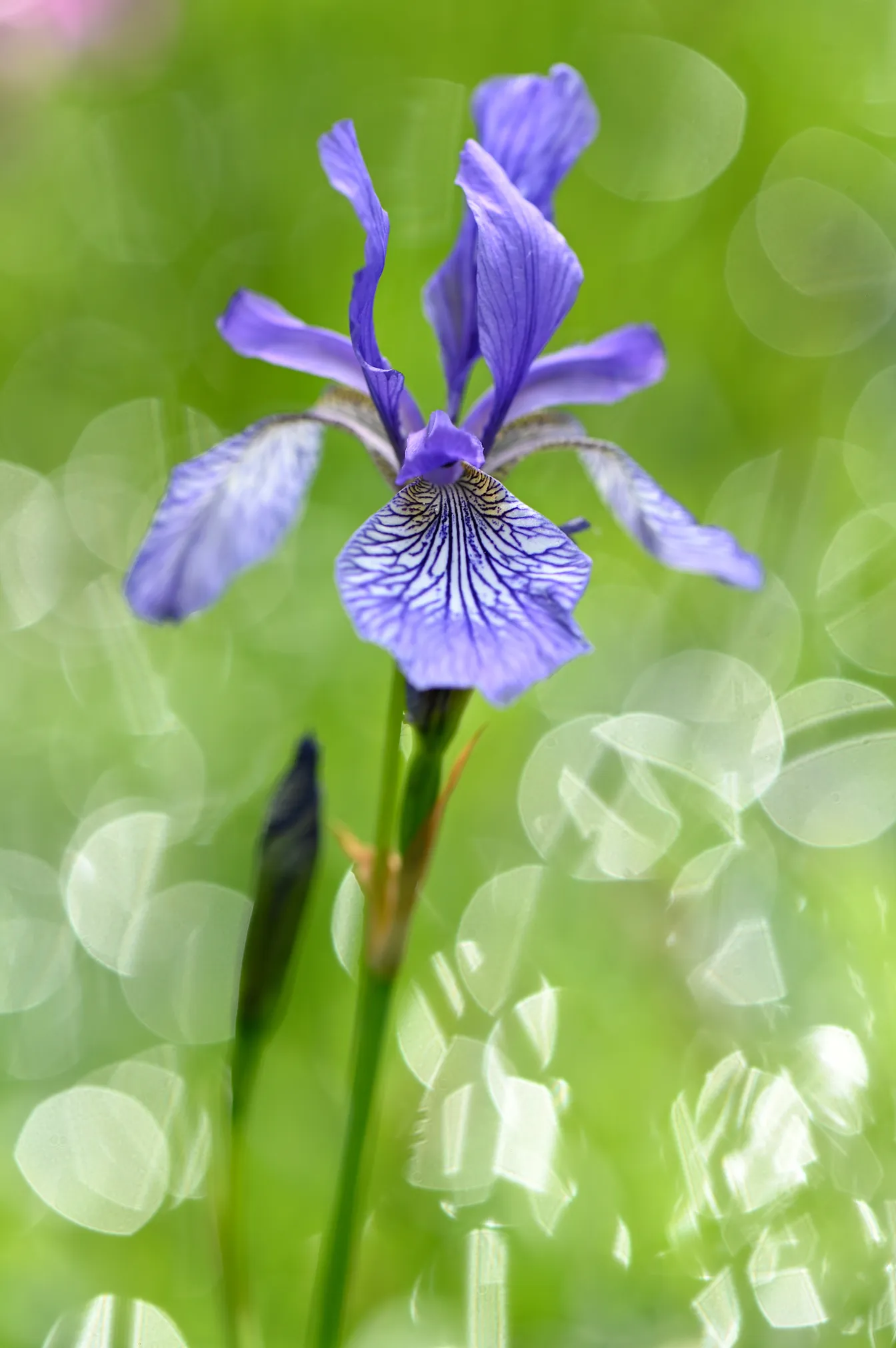 En sam vijoličen cvet perunike (iris) na dolgem zelenem steblu, z zamegljenim zelenim ozadjem in svetlimi krožnimi odsevi svetlobe.