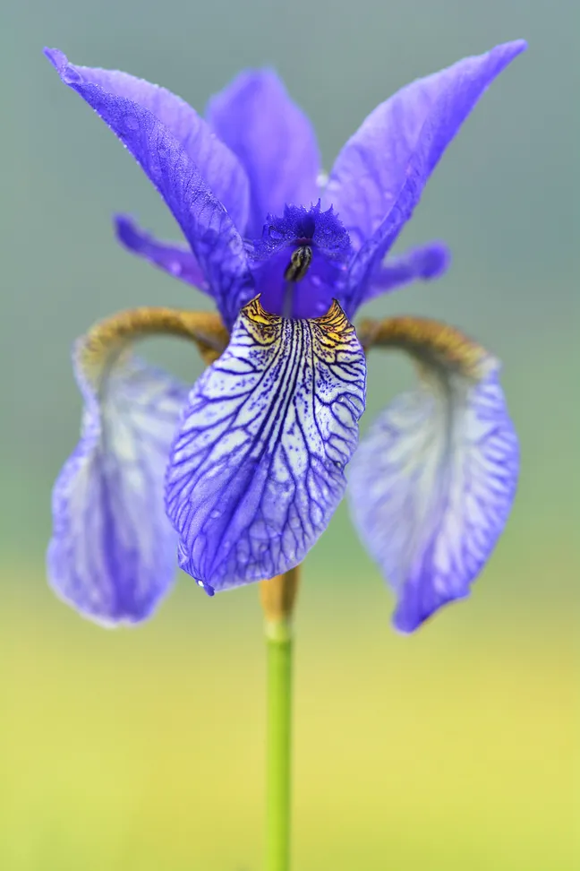 Vijoličen cvet perunike (iris) v bližnjem planu, z vidnimi žilami na cvetnih listih in mehkim rumeno-modrim zamegljenim ozadjem.