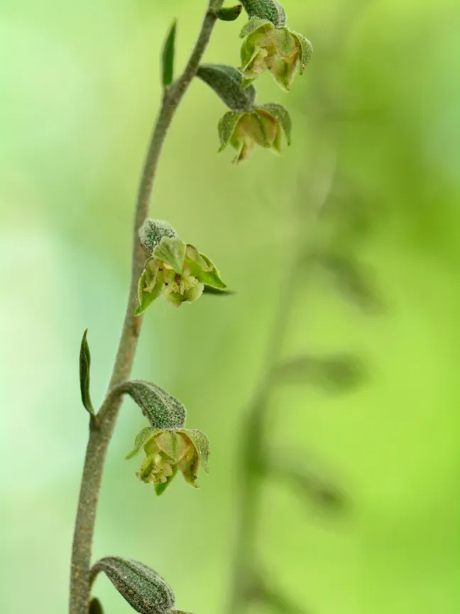 Makrofotografija visoke stebelne rastline z več drobnimi zelenkasto‑rumenimi cvetovi, razporejenimi vzdolž tanke pecljate osi, na mehko zamegljenem svetlo zelenem ozadju.
