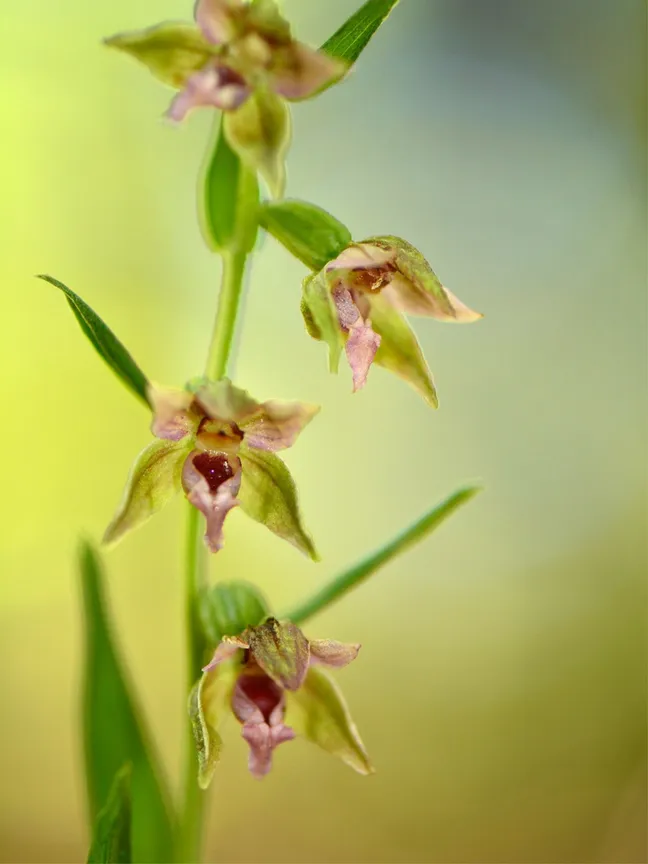 Makrofotografija visoke stebelne rastline s tremi majhnimi zelenkastimi cvetovi, ki imajo rdečkasto‑vijolične sredice, na mehko zamegljenem svetlo zelenem ozadju.