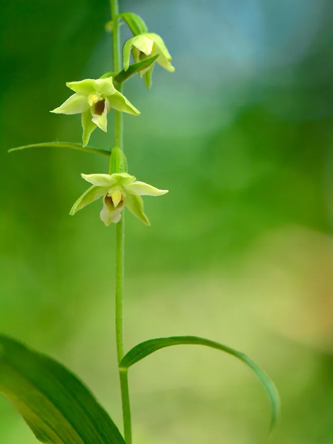 Makrofotografija visoke zelene stebelne rastline z majhnimi rumenkasto‑zelenimi cvetovi, posneta pred mehko zamegljenim zelenim ozadjem.