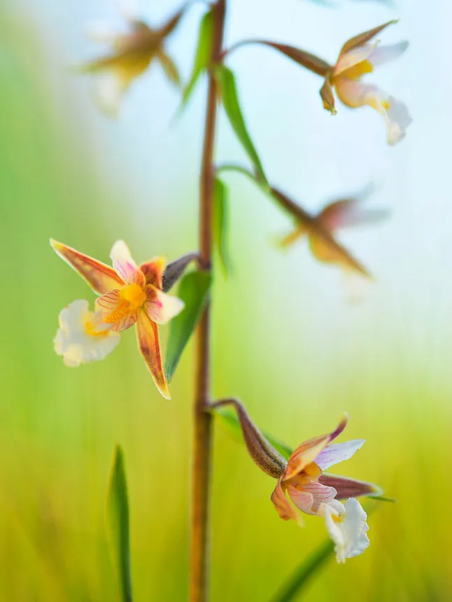 Makrofotografija nežne cvetoče rastline z več drobnimi, orančno‑rumenimi cvetovi na visokem steblu, na mehko zamegljenem zeleno‑modrem ozadju.