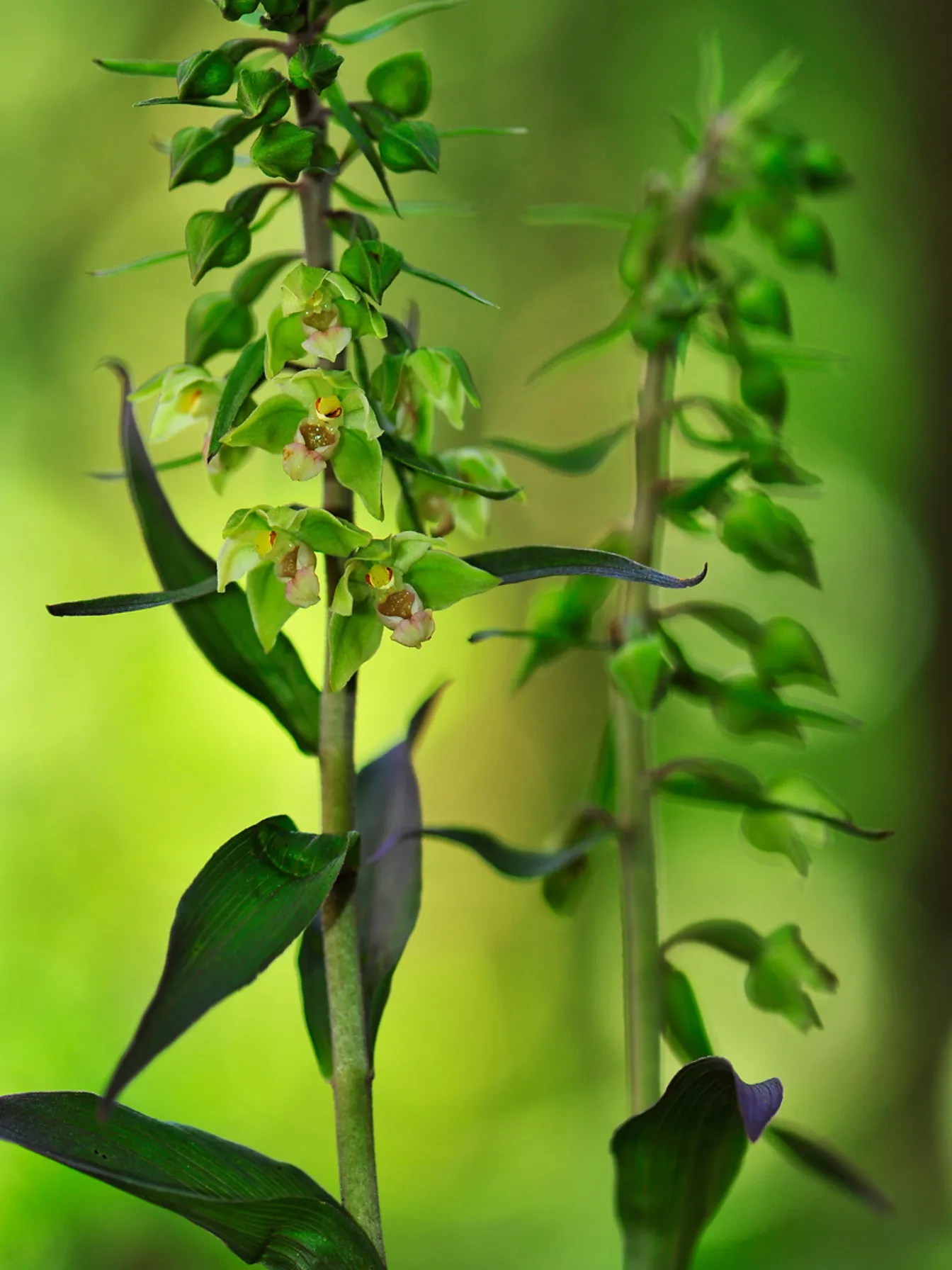 Dve visoki zeleni cvetlici z majhnimi visečimi cvetovi na mehko zamegljenem zelenem ozadju.