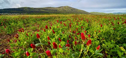 Polje z gostimi rdečimi cvetovi detelje na zelenem polju, v ozadju pa se dviguje hrib Slivnica pod oblačnim nebom.