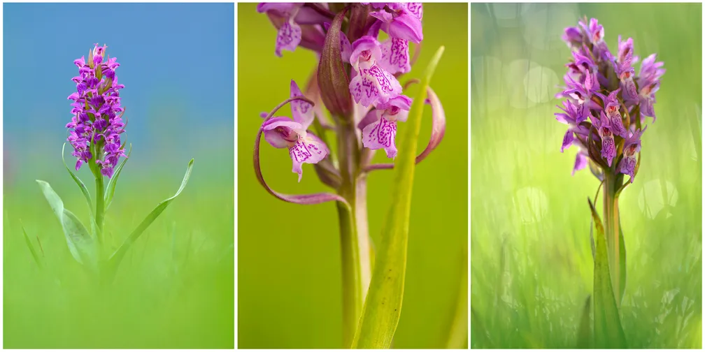 Triptih makro fotografij divjih kukavic. Leva fotografija prikazuje živahno rožnato kukavico, ki stoji pokončno sredi mehko zamegljene zeleno-modre travnate pokrajine. Srednja fotografija je izrazit bližnji posnetek nežnih rožnatih cvetov križanca, kjer so vidni drobni vzorci na cvetnih listih in zavite cvetne ostružke, ozadje pa je enakomerno zeleno in pastelno. Desna fotografija prikazuje bolj vitko, rahlo temnejšo rožnato kukavico, obdano z nežnimi odsevi svetlobe in toplim zelenim bokehom, ki ustvari občutek jutranje svežine.