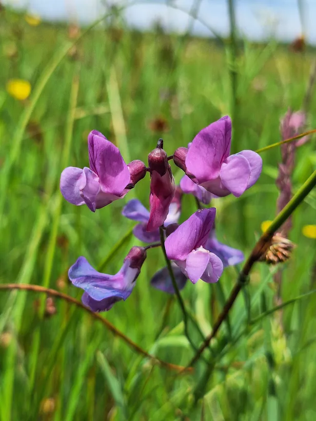V ospredju med zelenimi travniškimi bilkami cveti majhen vijoličast rožičast cvet z več nežnimi lističi; ozadje je zamegljeno in prikazuje travnik z rumenimi cvetovi.