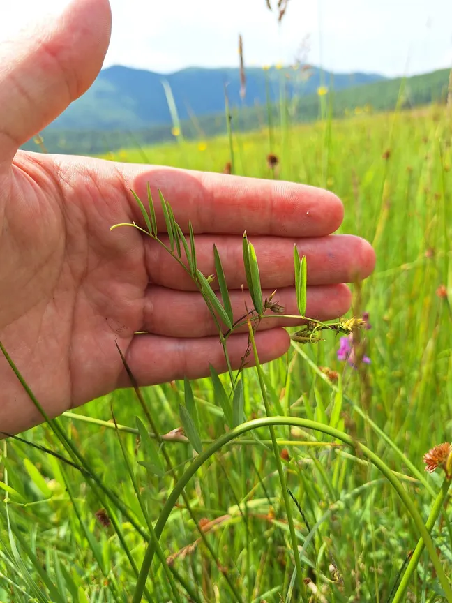 Dlan osebe drži nežna stebla travniške rastline z ozkimi zelenimi listi in podolgovatimi stroki; v ozadju je razprto zeleno travišče in zamegljeni hribi pod svetlim nebom.