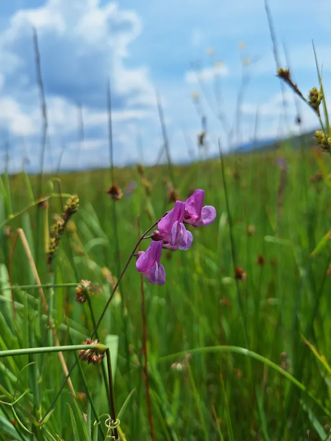 V ospredju travnika raste droben rožnatovijoličen cvet, obdan z visokimi zelenimi travami; v ozadju se vidi mehko zamegljen travnik in modro nebo z oblaki.
