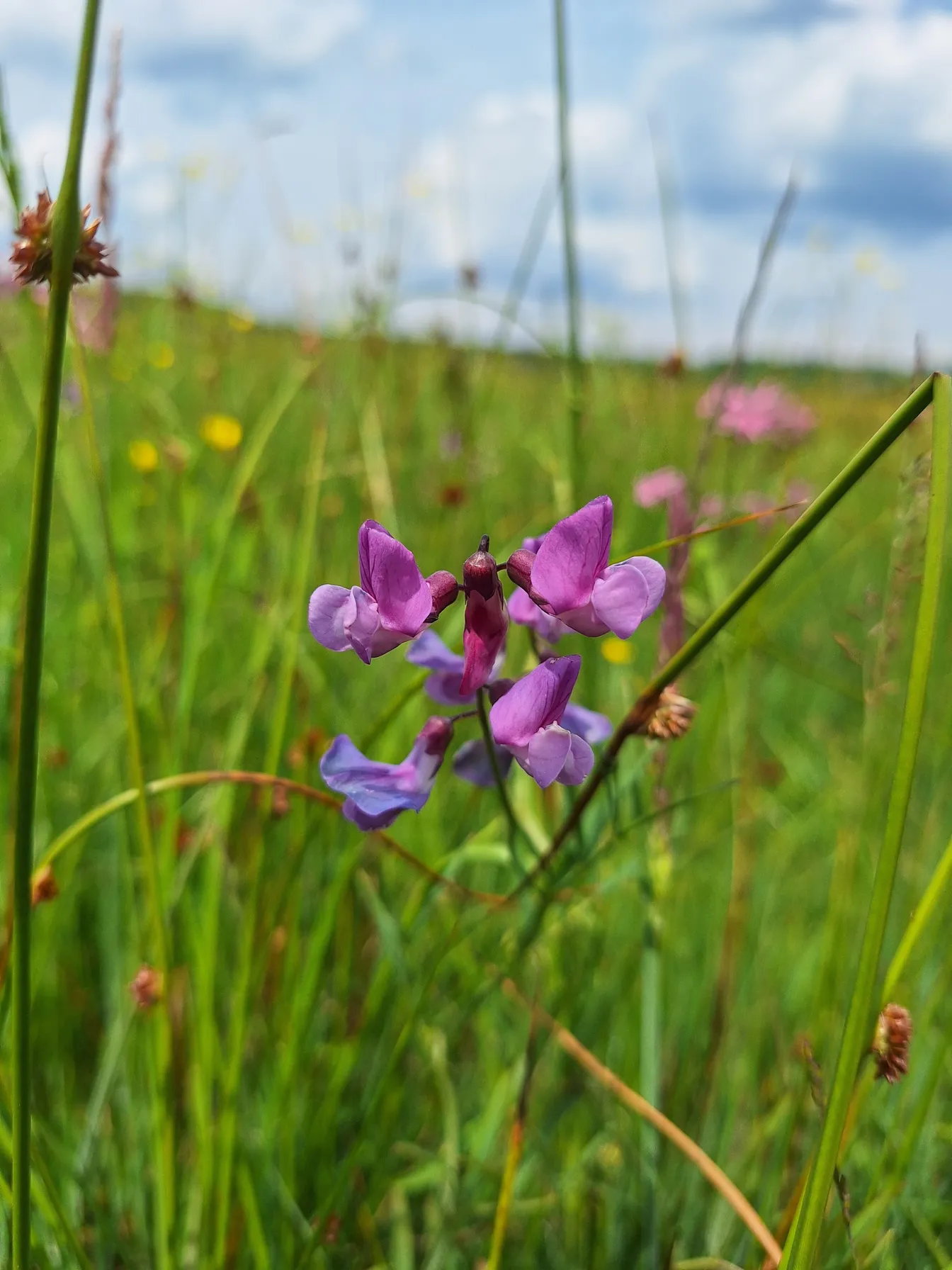 Na travniku med visokimi zelenimi bilkami raste droben vijoličast cvet, oster in v ospredju, medtem ko je ozadje rahlo zamegljeno ter prikazuje travnike in modro nebo s plastastimi oblaki.