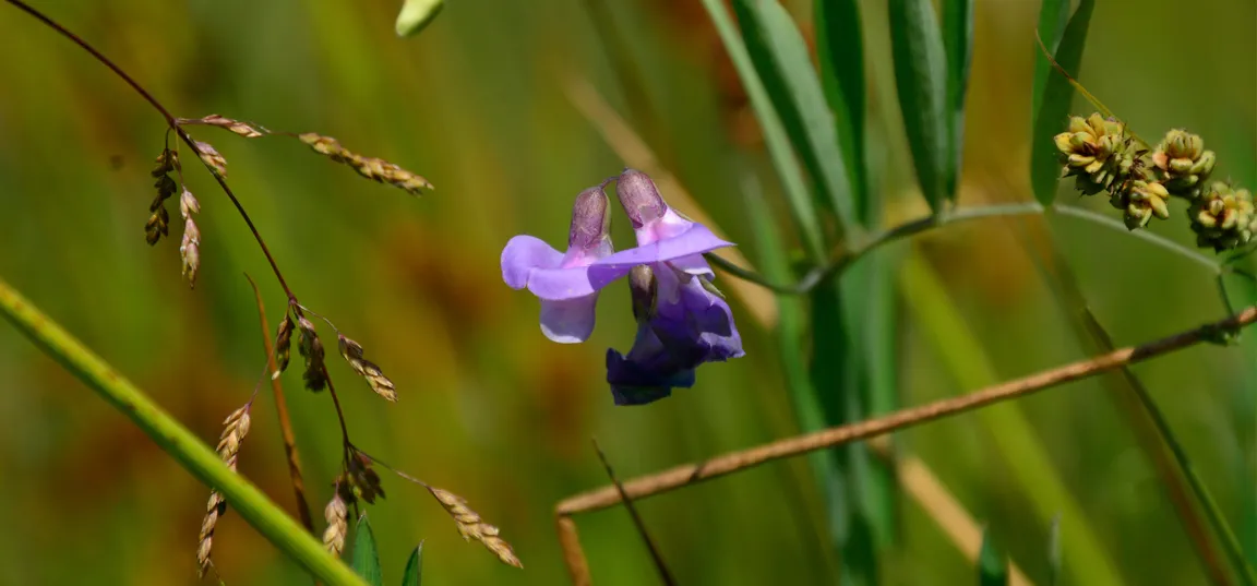 V ospredju med zelenimi travniškimi stebli raste majhen vijoličen cvet, rahlo zamegljen zaradi gibanja ali fokusa. Okoli njega so travne bilke in suhi rjavi semenski klasji.