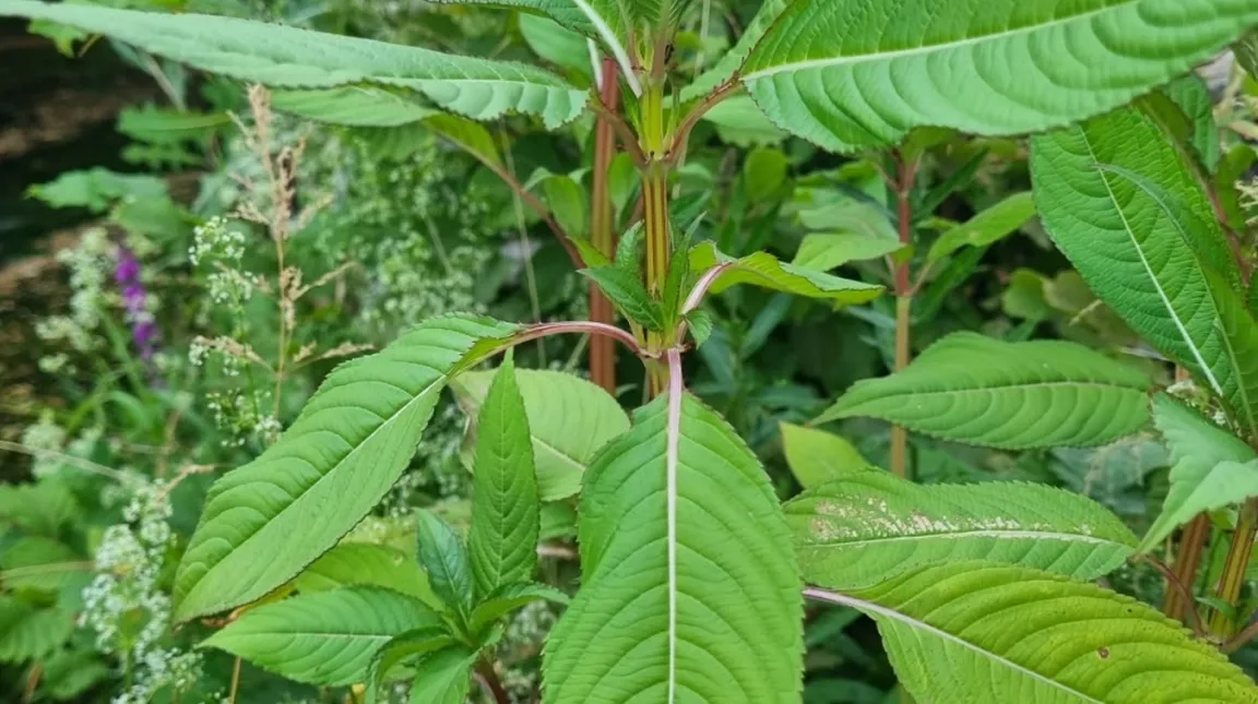 Close-up shot of green leafy plants with elongated leaves and visible veins; additional greenery and small flowers in the background.