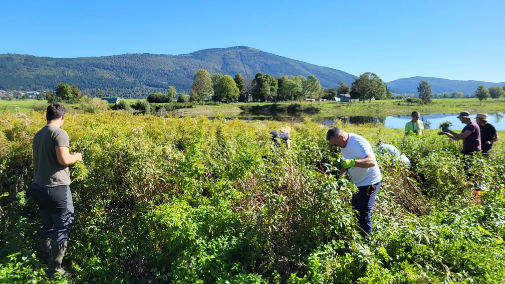 On a sunny day, a group of people are removing invasive plants from a meadow by the water. In the foreground are densely overgrown bushes, among which individuals are pulling out plants. In the background is a lake or pond, behind it trees and a hilly landscape under a cloudless blue sky.