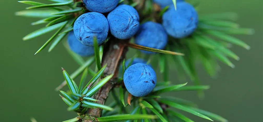 Modri brinovi plodovi na veji z ostrimi zelenimi iglicami v bližnjem posnetku.