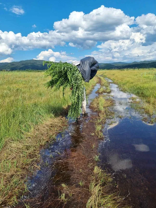 Oseba hodi po razmočeni travniški poti in na hrbtu v veliki črni vreči nosi nabrano zlato rozgo, invazivno tujerodno rastlinsko vrsto. Okoli so mokri travniki, v daljavi pa hribi in poletno nebo z oblaki.