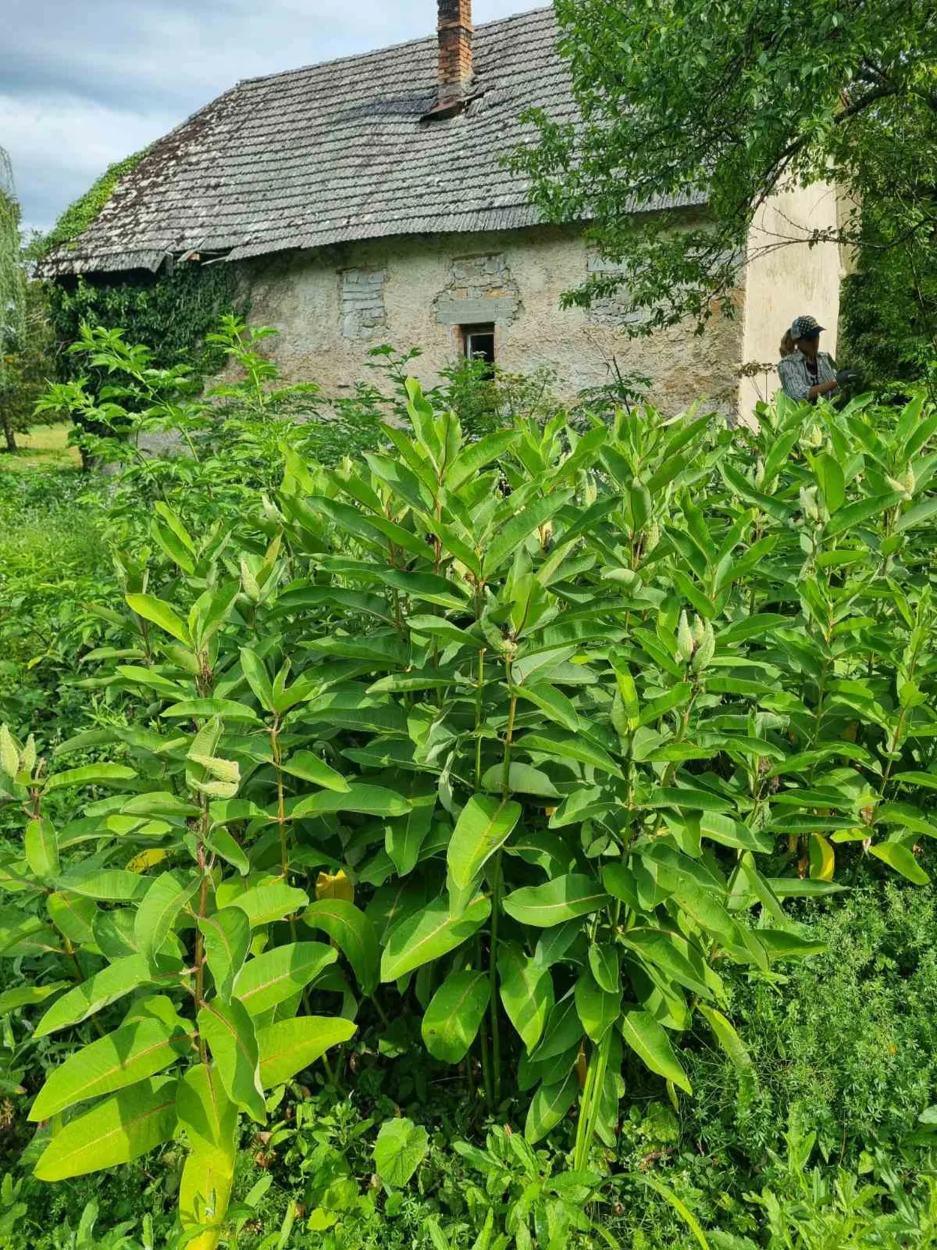 Goste zelene invazivne rastline na zaraščenem vrtu pred staro kamnito hišo s streho in delno poraščeno fasado.