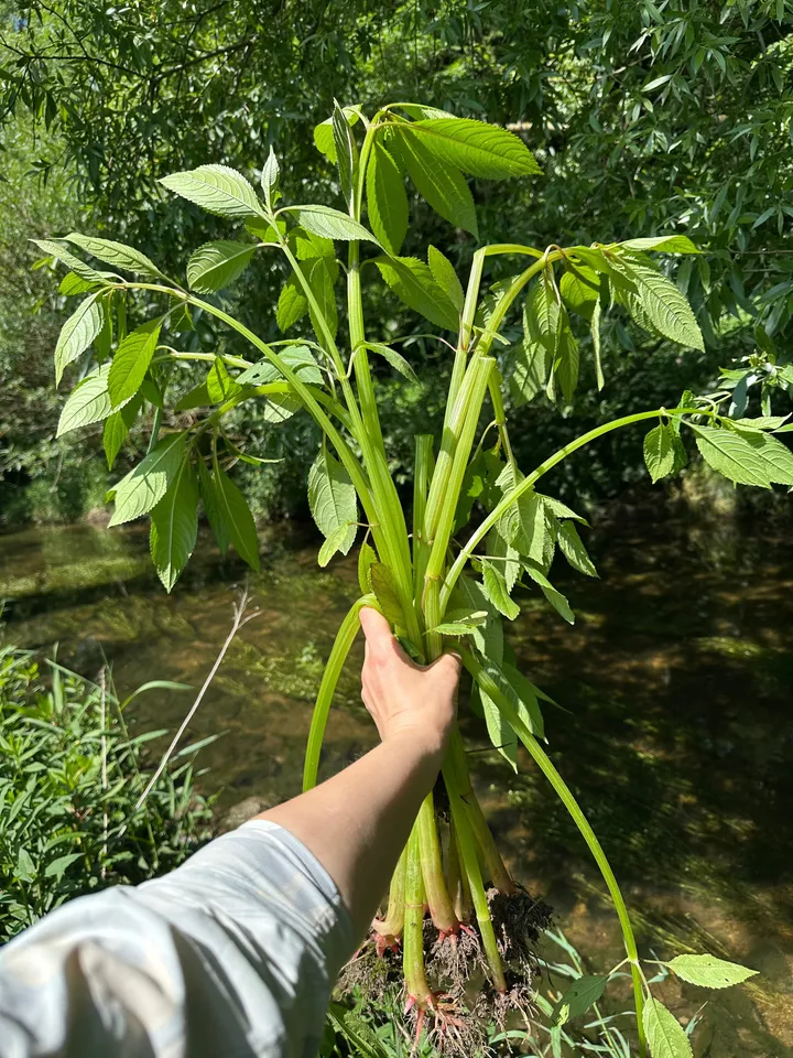 Roka drži izruvano invazivno tujerodno rastlino ob bregu potoka, obdano z bujno obrežno vegetacijo.