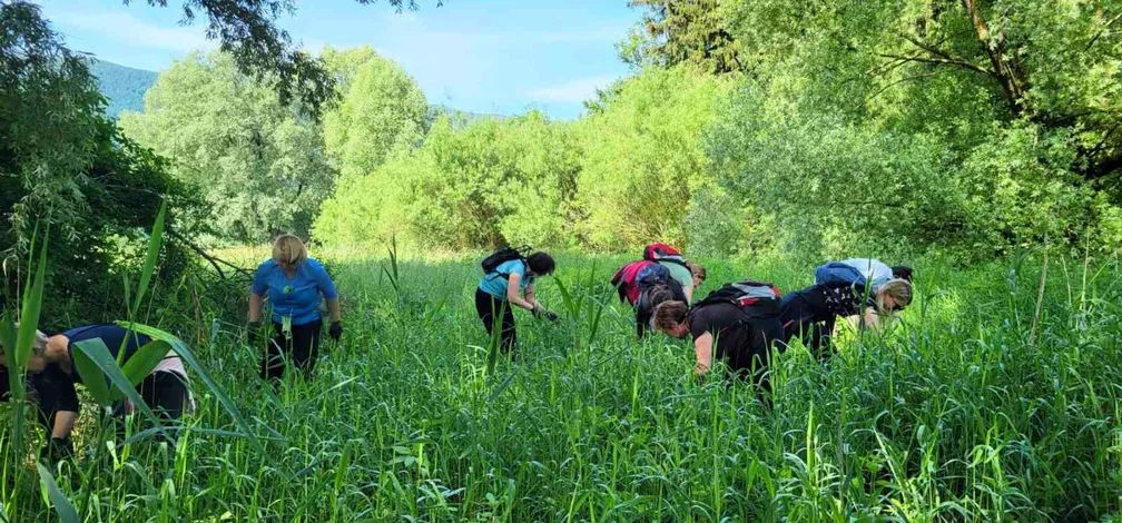 Udeleženci naravovarstvene akcije odstranjujejo invazivne tujerodne rastline na zeleni poplavni ravnici ob vodotoku.