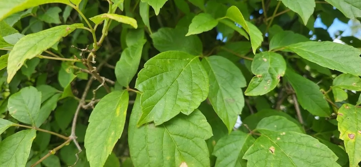 Listi ameriškega javorja (Acer negundo) na gostem zelenem grmu. V ospredju so dobro vidni značilni sestavljeni listi z nazobčanimi robovi, obdani z gostim rastjem.