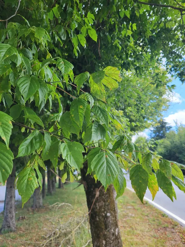 Drevo ameriškega javorja (Acer negundo) ob travnati poti blizu ceste. V ospredju so vidni zeleni sestavljeni listi in deblo drevesa, v ozadju pa se v vrsti nadaljujejo drevesa ter zelena vegetacija.