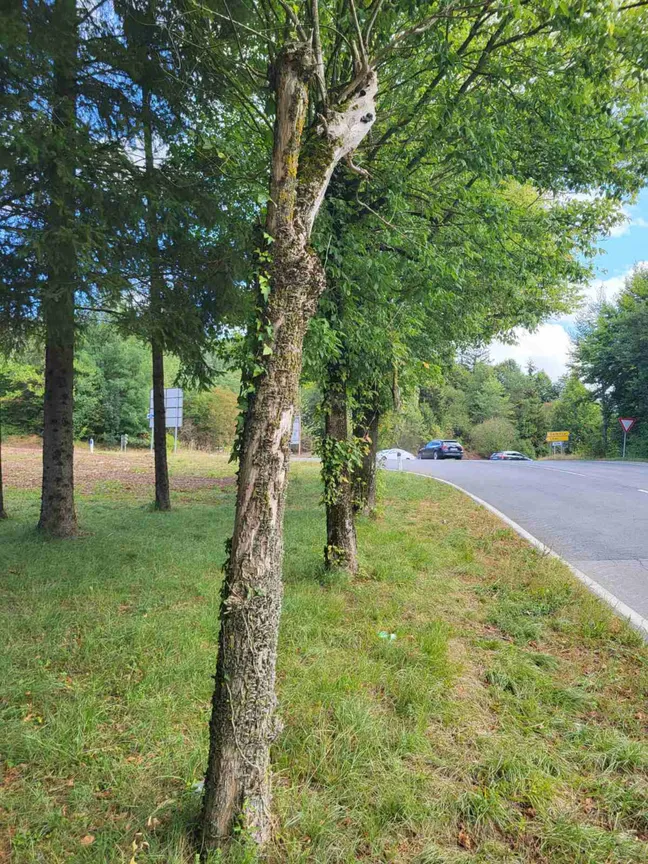 Drevored ameriškega javorja (Acer negundo) ob robu ceste. V ospredju je vidno vitko deblo z razbrazdano skorjo, v ozadju pa se nadaljujejo drevesa med travnato površino in asfaltno cesto.