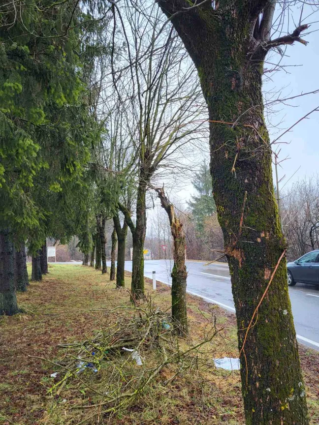 Obcestni drevored ameriškega javorja (Acer negundo) pozimi. V ospredju je vidno deblo drevesa, okoli katerega so oviti oranžni trakovi, na tleh pa ležijo odrezane veje. Ob drevesih poteka mokra cesta.