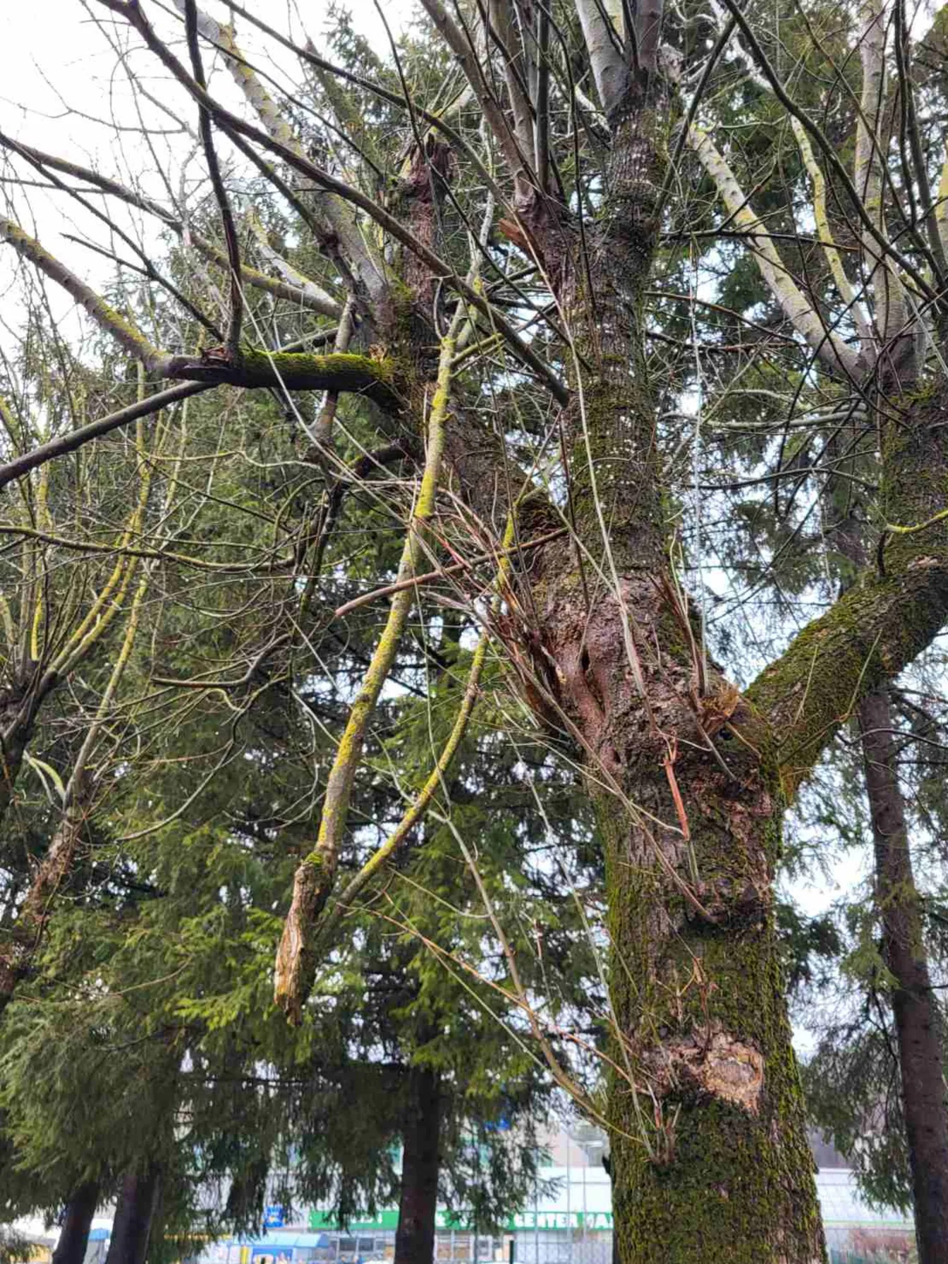 Poškodovano drevo ameriškega javorja (Acer negundo) ob cesti. Na deblu je vidna večja odprta rana z razpadajočim lesom, iz debla in vej pa izraščajo številni tanki poganjki. Drevo je označeno z oranžnim trakom.