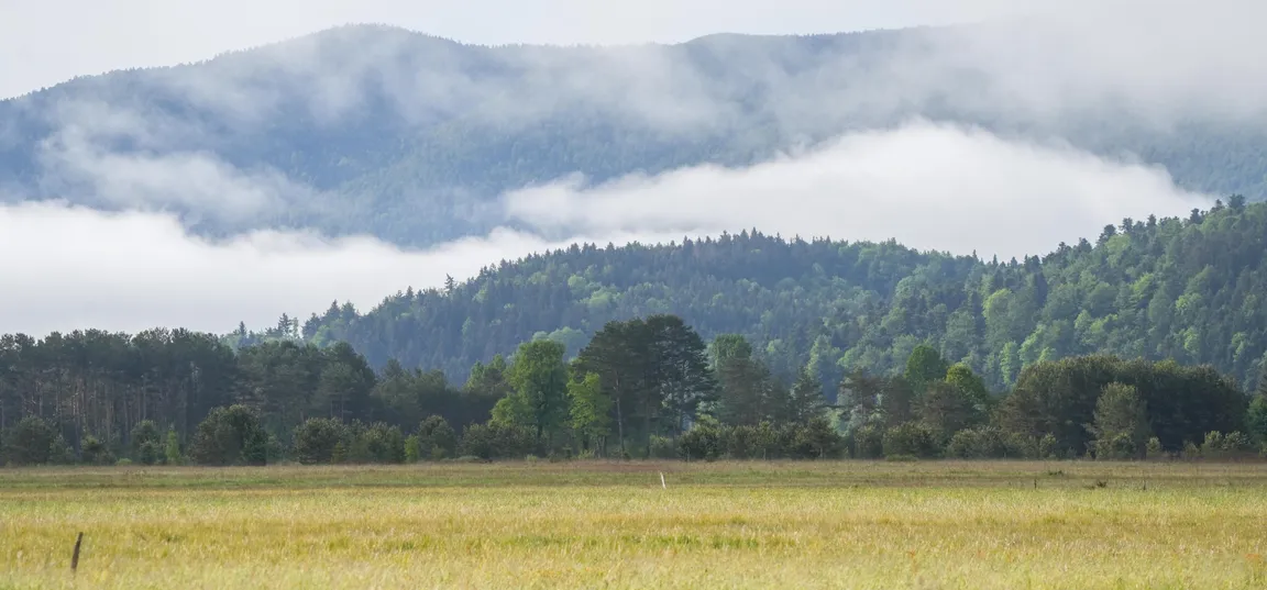 Širok pogled na travnik z rumenkasto zeleno travo v ospredju. V ozadju se dviga gozdnat hrib, nad katerim se razprostirajo pasovi nizke megle in oblakov. Pokrajina je osvetljena z mehko dnevno svetlobo, ki poudarja plasti gozda in gričevja.