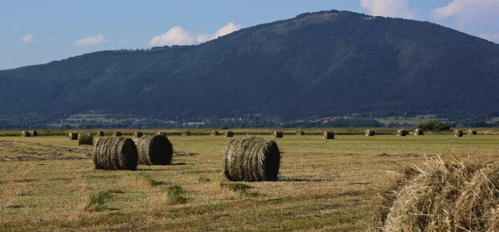 Travnik z več okroglimi balami sena, v ozadju pa gozdnato pobočje pod modrim nebom z oblaki.