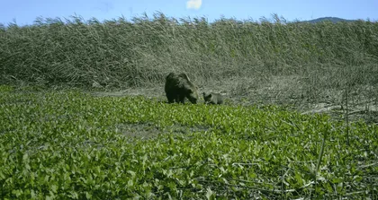 A bear and cub are standing in a grassy field surrounded by tall grass and green vegetation.