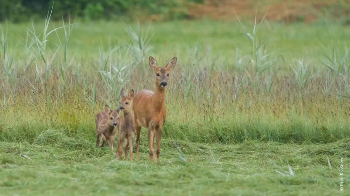 A doe stands in a meadow, two fawns behind her; tall grass and trees in the background.