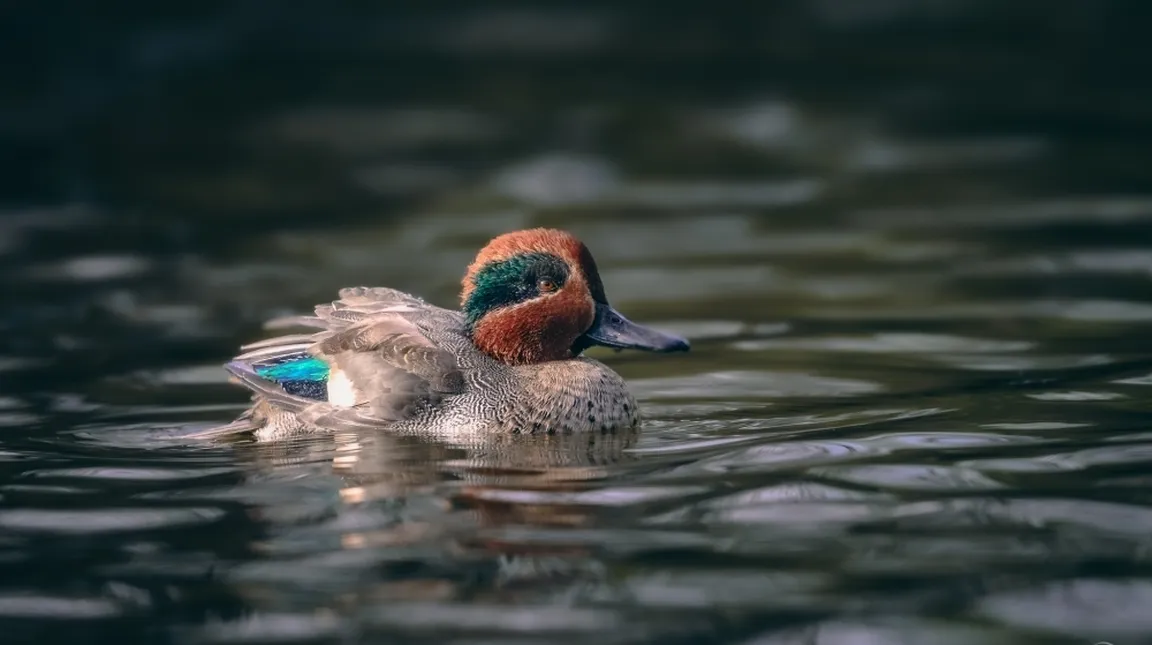 A duck with a reddish head and a green patch around its eye swims through the water; its body is grayish with blue and white feathers on its wings, the water gently ripples