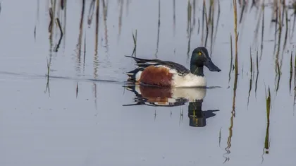 A duck with characteristic coloration (dark head, white chest, brown flanks) swims in calm water, with reeds in the background; its reflection is visible in the water.