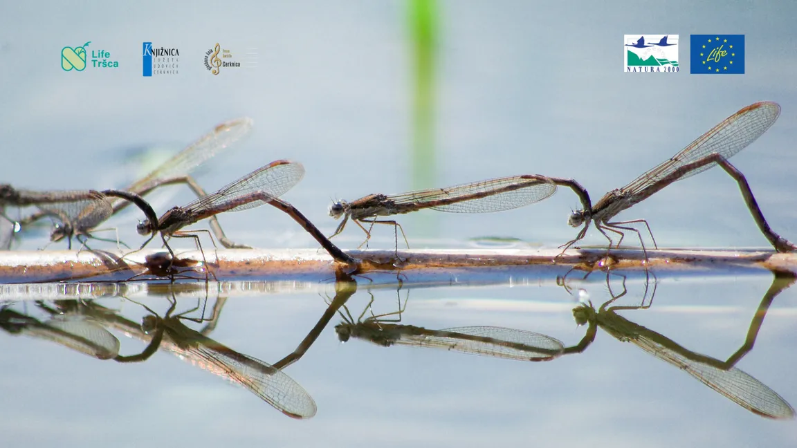 Several dragonflies rest on a thin branch above the water surface, where their reflections are clearly visible. In the upper corners of the image are the logos of the LIFE TRŠCA project, the Jože Udovič Library Cerknica, the Fran Gerbič Music School Cerknica, Nature 2000, and LIFE.