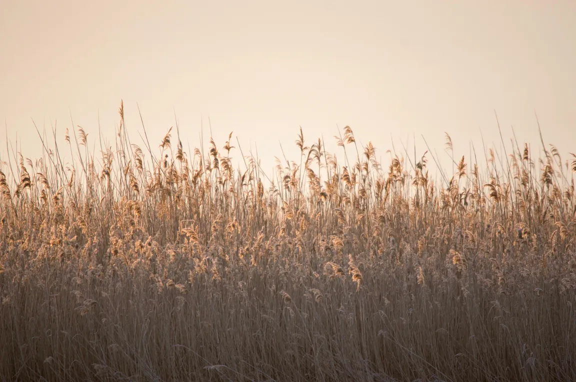 A field of tall reeds illuminated by warm light at sunrise or sunset, with a soft, almost white sky in the background.