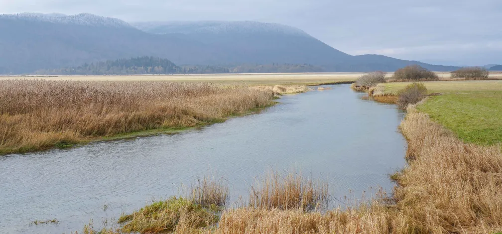 Kraški vodotok Stržen obdan s travo ter trstičjem na obeh straneh, v ozadju se razprostira ravnina in gozd, za njo pa gorski masiv Javornikov pod oblačnim nebom.