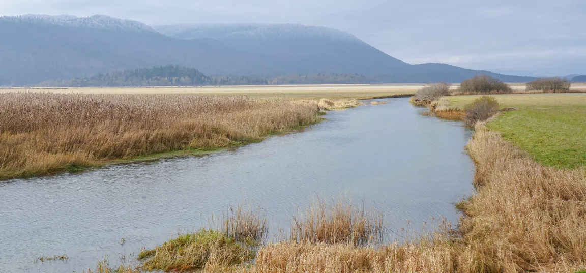 Kraški vodotok Stržen obdan s travo ter trstičjem na obeh straneh, v ozadju se razprostira ravnina in gozd, za njo pa gorski masiv Javornikov pod oblačnim nebom.