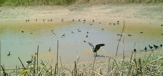 Plitva vodna kotanja obkrožena s suhim rastlinjem, v kateri se nahaja več deset vodnih ptic; v ospredju stoji večja ptica z razprtimi krili, medtem ko manjše ptice plavajo po vodi.