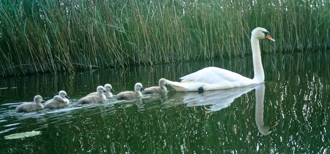 Labod grbec plava po mirni vodi, za njim pa v vrsti sledi šest sivih mladičev, ob robu gostega trstičja.
