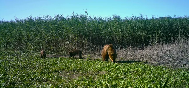 Trije rjavi medvedi, iščejo po tleh po zelenem travniku ob robu gostega trstičja, pod jasnim modrim nebom.