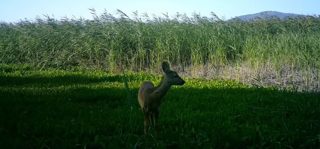 Srna stoji na zelenem travniku ob robu gostega trstičja, v ozadju pa se vidi hrib pod modrim nebom.