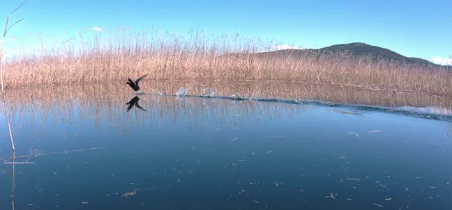 Ptica v letu tik nad mirno vodno površino, ki odseva modro nebo, obkroženo z visokim suhim trstičjem; v ozadju se dviga gozdnat hrib.