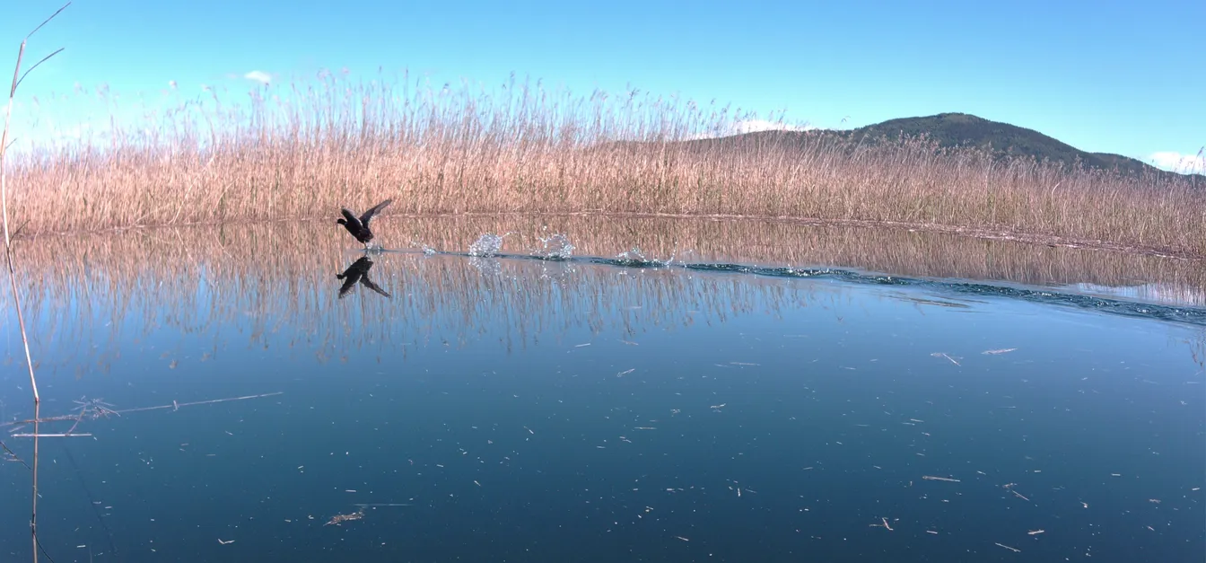 Ptica v letu tik nad mirno vodno površino, ki odseva modro nebo, obkroženo z visokim suhim trstičjem; v ozadju se dviga gozdnat hrib.