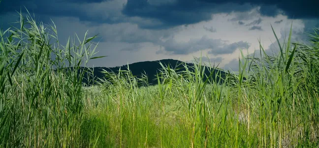 Gosto trstičje na mokrišču, z zelenimi stebli v ospredju in temnimi nevihtnimi oblaki nad hribom v ozadju.