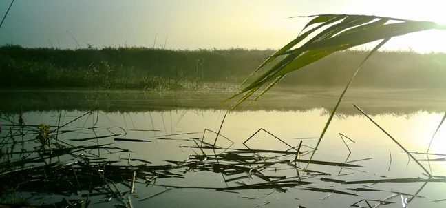 Mirna vodna površina z odsevom jutranje svetlobe, obkrožena z nizkim trstičjem; v ospredju so vidni potopljeni suhi listi in eno zeleno steblo, ki sega čez zgornji del slike.