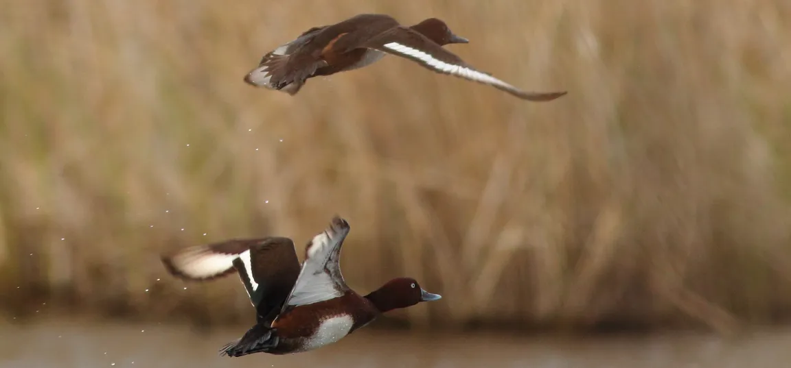 Dve rjavi raci, kostanjevki, v letu tik nad vodno gladino; ena leti višje, druga nižje, v ozadju pa je zamegljeno trstičje.