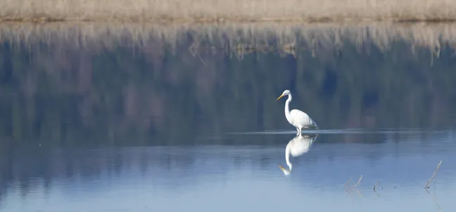 Bela dolgokljuna ptica stoji v plitvi vodi, njen odsev pa je jasno viden na mirni površini jezera.