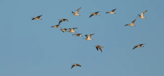 Jata petnajstih ptic v letu, razporejenih v ohlapno formacijo, leti visoko po jasnem modrem nebu.