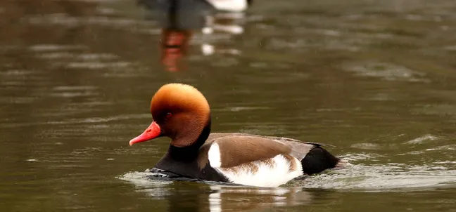 Vodna ptica z izrazito oranžno‑rjavo glavo in svetlo rdečim kljunom mirno plava po stoječi vodi. Njeno telo je temno rjavo s svetlejšimi belimi lisami ob bokih, perje na hrbtu pa je enotne temno rjave barve. Površina vode je rahlo valovita in odbija mehke odboje svetlobe, ozadje pa je zamegljeno in poudari ptico v ospredju.