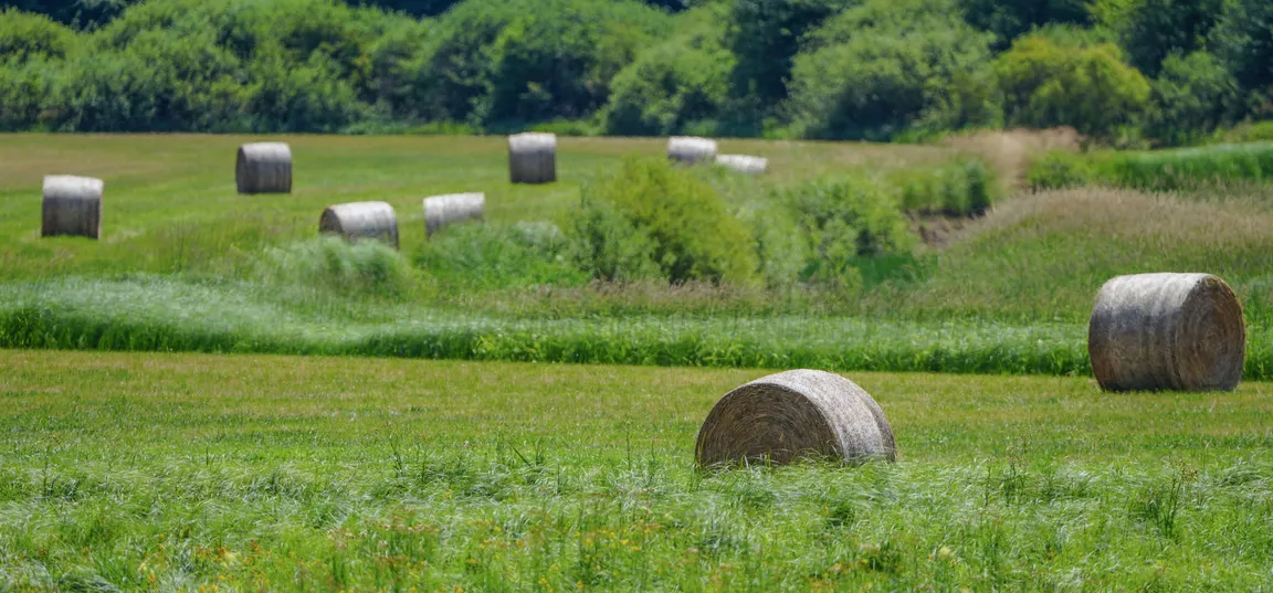 Valovita zelena pokrajina s travniki, na katerih so enakomerno razporejeni veliki okrogli balirani senožeti; v ozadju je pas dreves in grmovja.